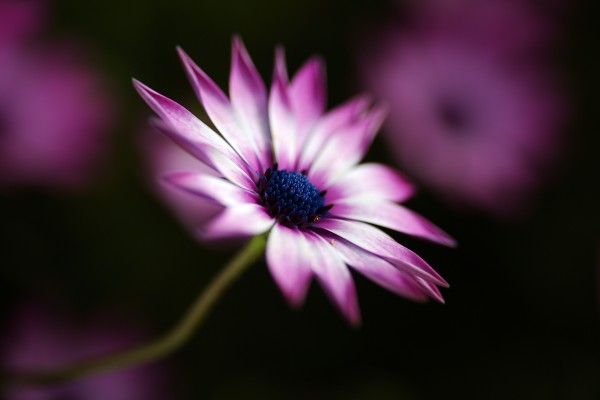 Bright Pink And White Daisy by Joy Watson